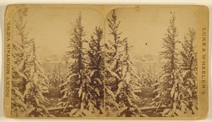 Bäume mit Schnee, Leadville, Colorado