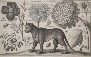 Tiere und Pflanzen: Leopard mit Pflanzen und Insekten, 1662 von Wenceslaus Hollar