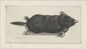 Toter Maulwurf von Wenceslaus Hollar