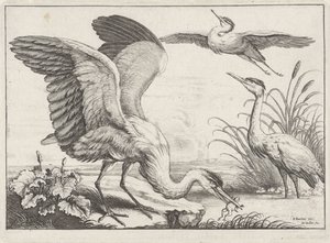 Drei Reiher von Wenceslaus Hollar