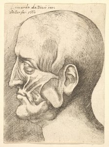 Ecorche-Kopf eines Mannes im Profil nach links, 1660 von Wenceslaus Hollar