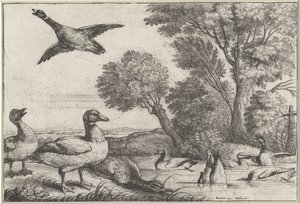 Enten