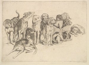 Elf Hunde