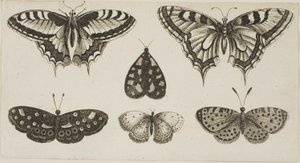 Fünf Schmetterlinge und eine Motte von Wenceslaus Hollar