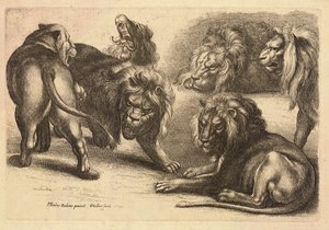Fünf Löwen und eine Löwin, nach Rubens
