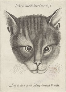 Kopf einer Katze