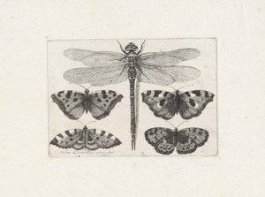 Libelle und vier Schmetterlinge