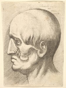 Männlicher Kopf im Profil nach links mit freigelegten Muskeln, 1660 von Wenceslaus Hollar