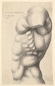 Männlicher Torso vom Hals bis zur Hüfte im Profil nach links von Wenceslaus Hollar
