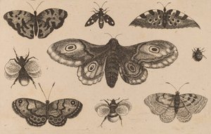 Motten, Schmetterlinge und Bienen