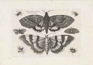 Motten und kleine Insekten