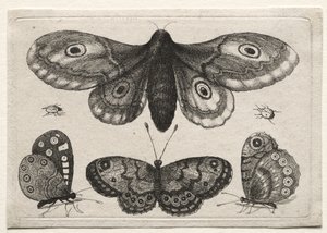 Muscarum Scarabeorum, vermiumque Variae Figure & Formae: Eine Motte, drei Schmetterlinge und zwei Käfer von Wenceslaus Hollar