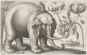Elefant, Affe, Blumen und Insekten (Pflanzen und Tiere)