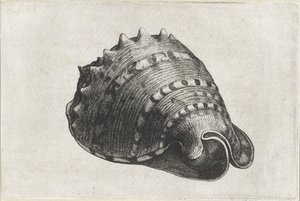 Schnecke, Cassis Cornuta von Wenceslaus Hollar