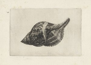 Schnecke, Fasciolaria Tulipa von Wenceslaus Hollar
