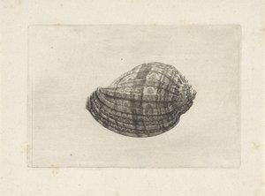 Schelp, harpa major von Wenceslaus Hollar