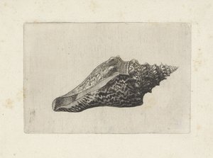Schnecke, hemifusus ternatanus
