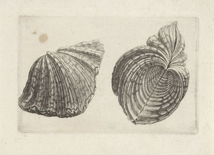 Muschel, Hippopus hippopus
