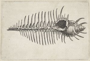 Schnecke, Murex Pecten von Wenceslaus Hollar