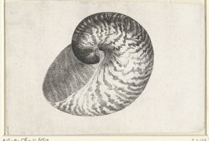 Schnecke, Nautilus Pompilius von Wenceslaus Hollar