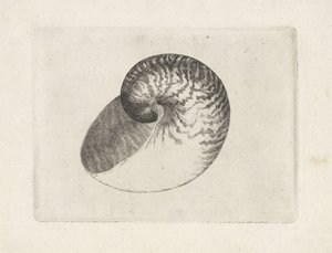 Schnecke, nautilus pompilius von Wenceslaus Hollar