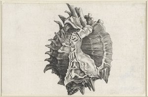 Schnecke, Phyllonotus erythrostomus