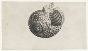 Schnecke, Tonna Dolium von Wenceslaus Hollar