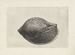 Muschel, tonna perdix von Wenceslaus Hollar