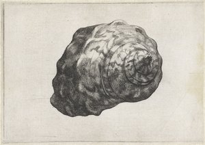 Schnecke, Turbo Sarmaticus