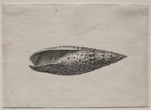 Schalen: Mitra papalis L, ca. 1640er