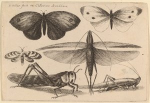 Sechs Insekten