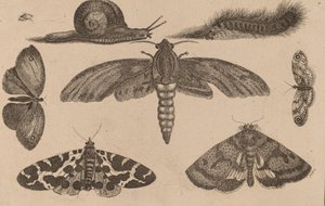 Sechs Insekten, eine Raupe und eine Schnecke