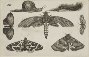 Sechs Insekten, eine Raupe und eine Schnecke