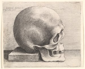 Schädel im Profil nach rechts, 1645