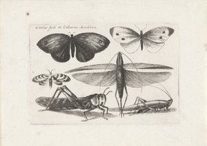 Heuschrecken und Schmetterlinge