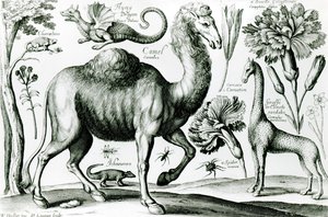 Studie von Tieren und Blumen, graviert von D. Loggan von Wenceslaus Hollar