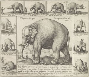 Zahmer Elefant von Wenceslaus Hollar