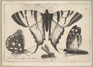 Drei Schmetterlinge und eine Wespe, 1646