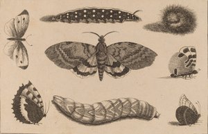 Drei Raupen, eine Motte und vier Schmetterlinge