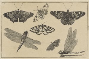 Zwei Libellen und fünf Schmetterlinge von Wenceslaus Hollar