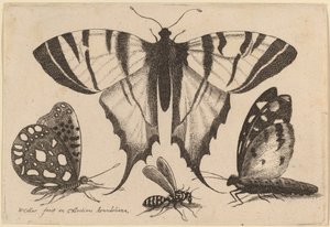 Zwei Schmetterlinge, eine Wespe und eine Motte