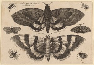 Zwei Motten und sechs Insekten