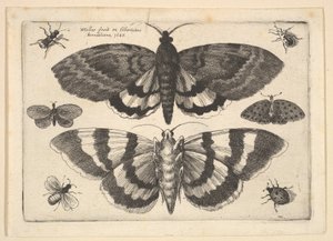 Zwei Motten und sechs Insekten, 1645