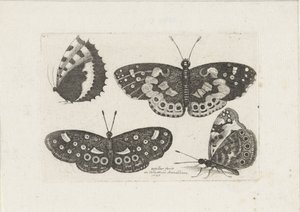 Vier Schmetterlinge (Insekten, Muscarum Scarabeorum) von Wenceslaus Hollar