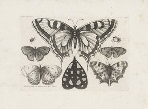 Schmetterlinge, Käfer und eine Motte von Wenceslaus Hollar