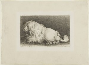 Weißer Hund