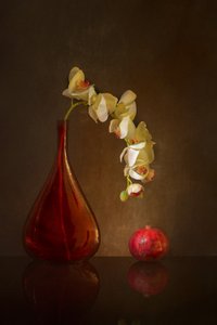Stimmungsvolle Orchidee und Granatapfel