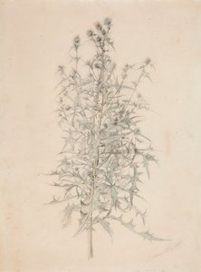 Distel