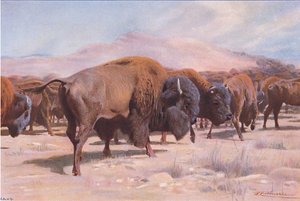Amerikanischer Bison, aus Die Tierwelt der Welt, veröffentlicht von Frederick Warne & Co, ca. 1900