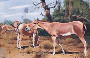 Asiatischer Wildesel, aus Die Tierwelt der Welt, veröffentlicht von Frederick Warne & Co, ca. 1900